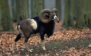 mouflon 1